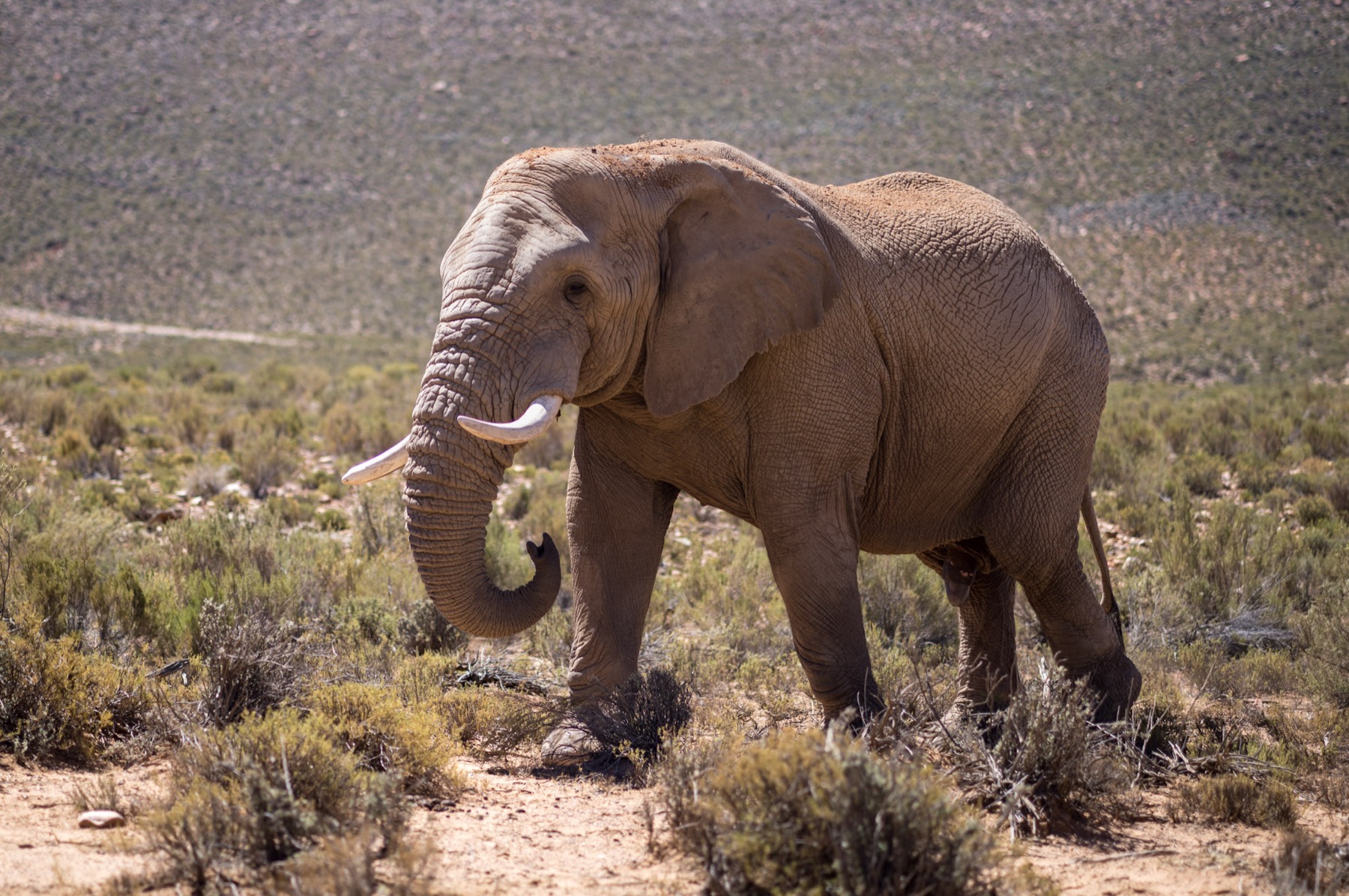 Elefant auf Safari nahe Kapstadt